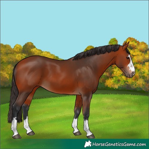 Horse Color:Bay 