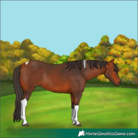 Horse Color:Bay Tobiano Rabicano