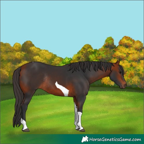 Horse Color:Bay Tobiano Rabicano