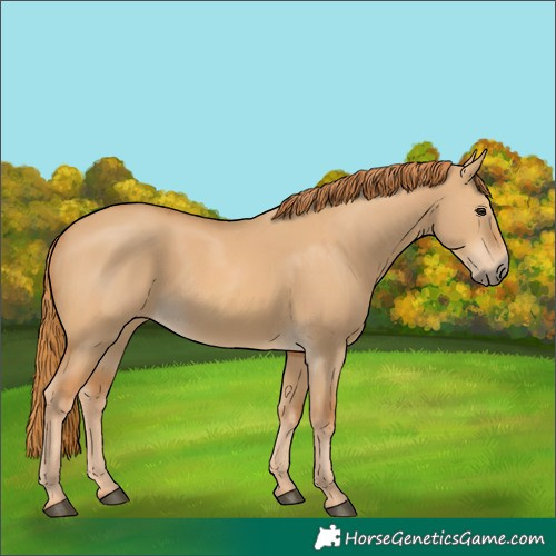 Horse Color:Red Dun
