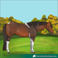 Horse Color:Bay Tobiano 