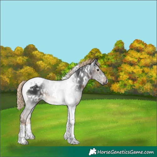 Horse Color:Gray White Spotted Chocolate Palomino Tobiano Appaloosa 