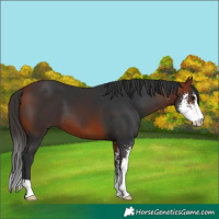 Horse Color:Bay Sabino 