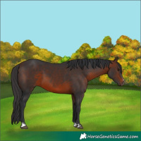 Horse Color:Brown Sabino