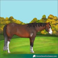 Horse Color:Bay Sabino 