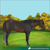 Horse Color:Bay Sabino 