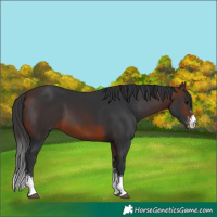Horse Color:Brown Sabino 