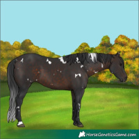 Horse Color:White Spotted Brown 