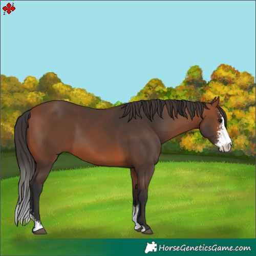Horse Color:Bay Sabino 