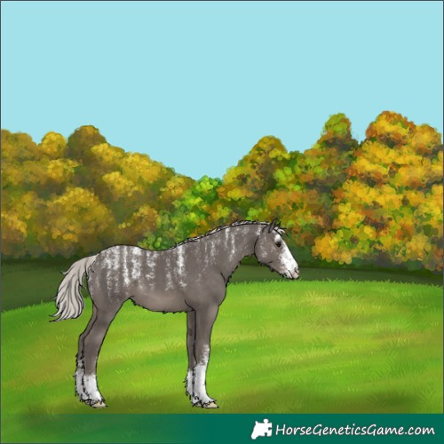 Horse Color:Powder White Silver Black Sabino 