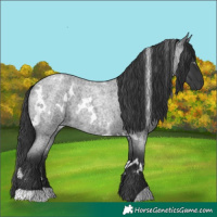 Horse Color:White Spotted Blue Roan Rabicano