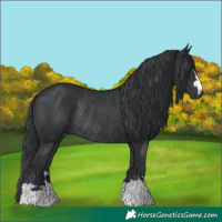 Horse Color:Black Rabicano 