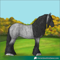 Horse Color:Blue Roan 