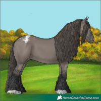 Horse Color:Grullo Blanket 