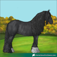 Horse Color:Black Rabicano 