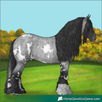 Horse Color:White Spotted Blue Roan Appaloosa Rabicano 
