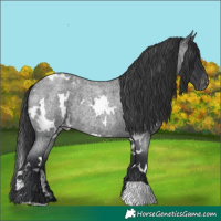 Horse Color:White Spotted Blue Roan Varnish Rabicano 
