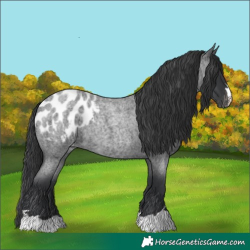 Horse Color:Blue Roan Appaloosa