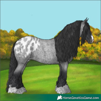 Horse Color:Blue Roan Appaloosa 