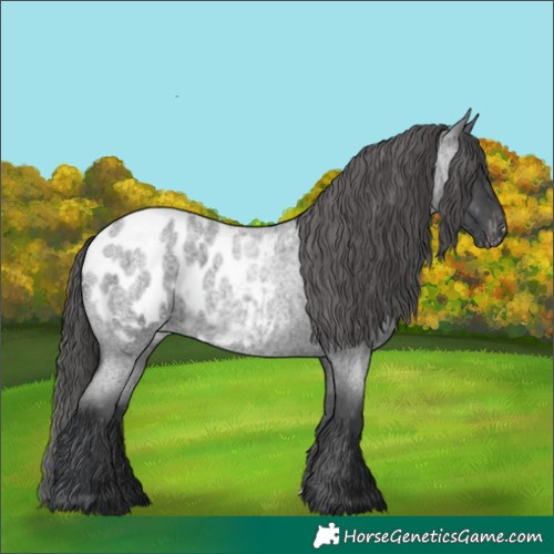 Horse Color:Blue Roan Appaloosa 