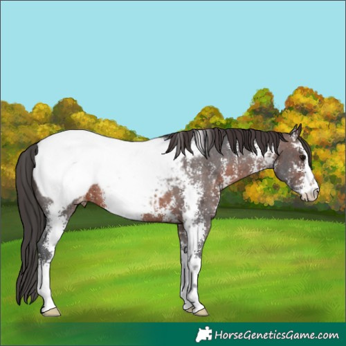 Horse Color:Brown Sabino Snowcap