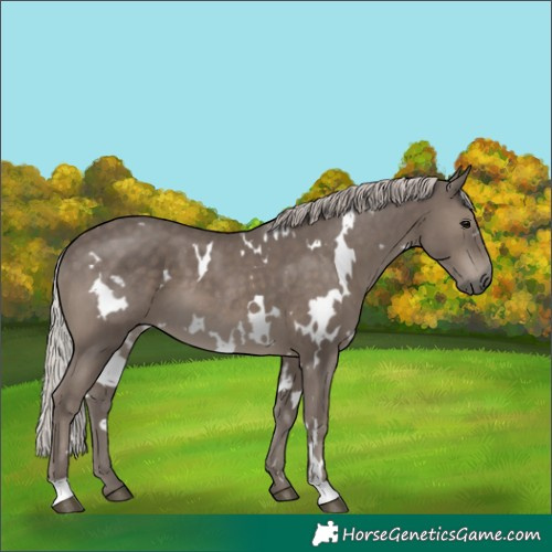 Horse Color:White Spotted Silver Black