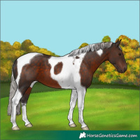 Horse Color:Silver Brown Tobiano 