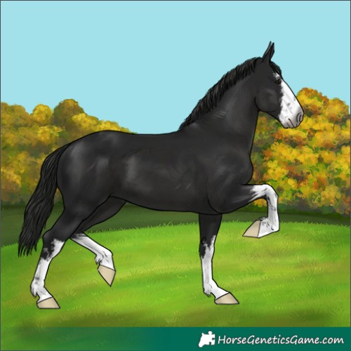 Horse Color:Unknown 