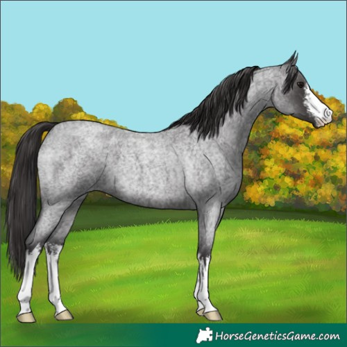 Horse Color:Unknown 