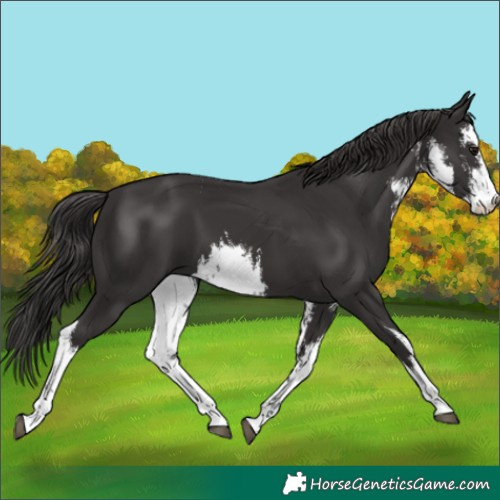 Horse Color:Unknown 