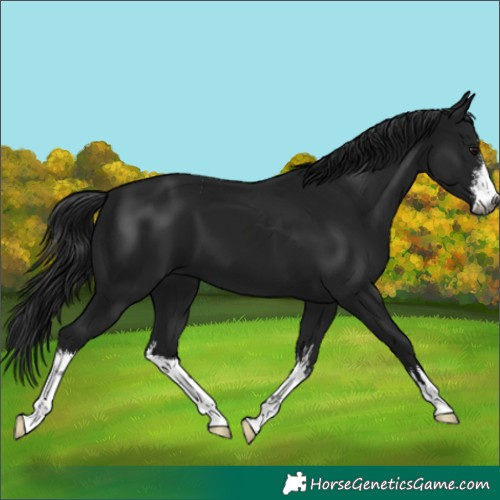 Horse Color:Unknown 