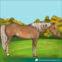 Horse Color:Chocolate Palomino 