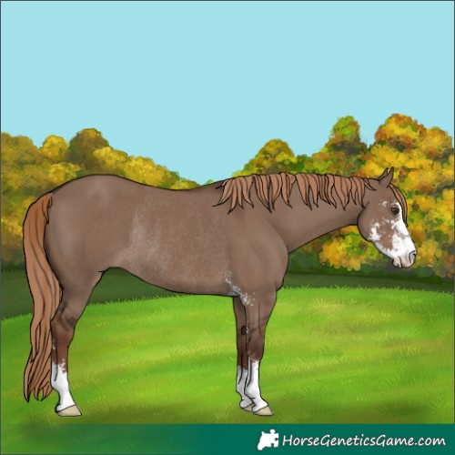 Horse Color:Liver Red Dun Sabino Rabicano