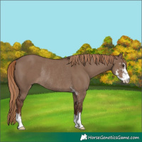 Horse Color:Liver Red Dun Sabino Rabicano