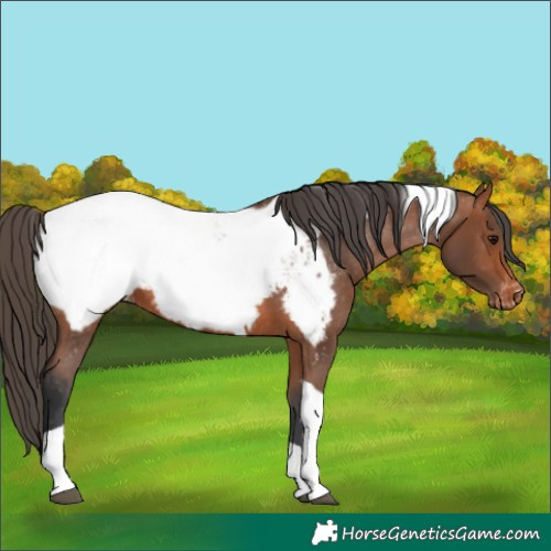 Horse Color:Bay Tobiano Appaloosa 