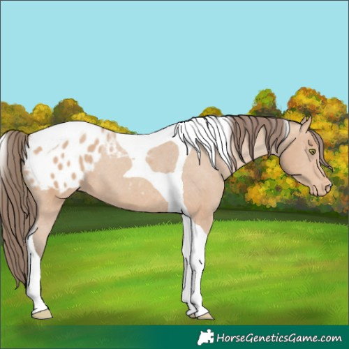 Horse Color:Amber Champagne Tobiano Appaloosa 