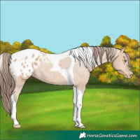 Horse Color:Amber Champagne Tobiano Blanket 