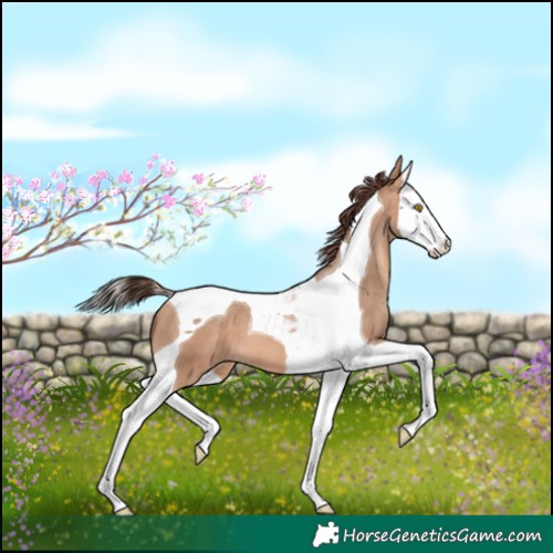 Horse Color:Amber Champagne Splash Tobiano Appaloosa 