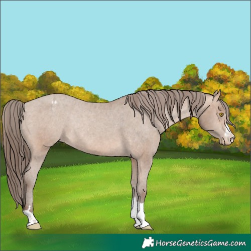 Horse Color:Sable Champagne Appaloosa Rabicano 