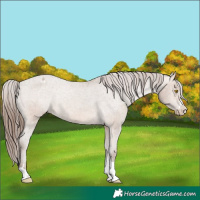 Horse Color:Sable Champagne Appaloosa Rabicano