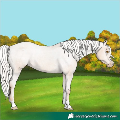 Horse Color:Silver Classic Champagne Appaloosa 