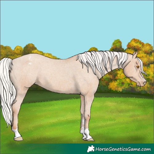 Horse Color:Silver Classic Champagne Appaloosa 