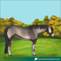 Horse Color:Blue Onyx Rabicano