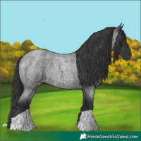 Horse Color:Blue Roan 