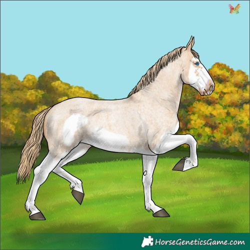 Horse Color:Red Dun Roan Splash Frame Rabicano 