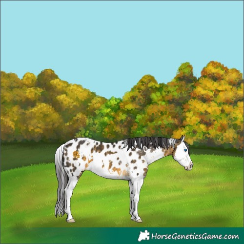 Horse Color:White Spotted Buckskin Splash Near Leopard