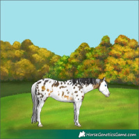 Horse Color:White Spotted Buckskin Splash Appaloosa 