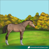 Horse Color:Bay Dun