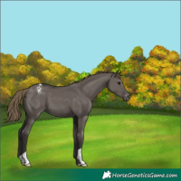 Horse Color:Smoky Grullo Appaloosa