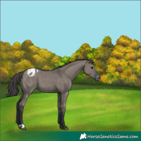 Horse Color:Grullo Blanket 